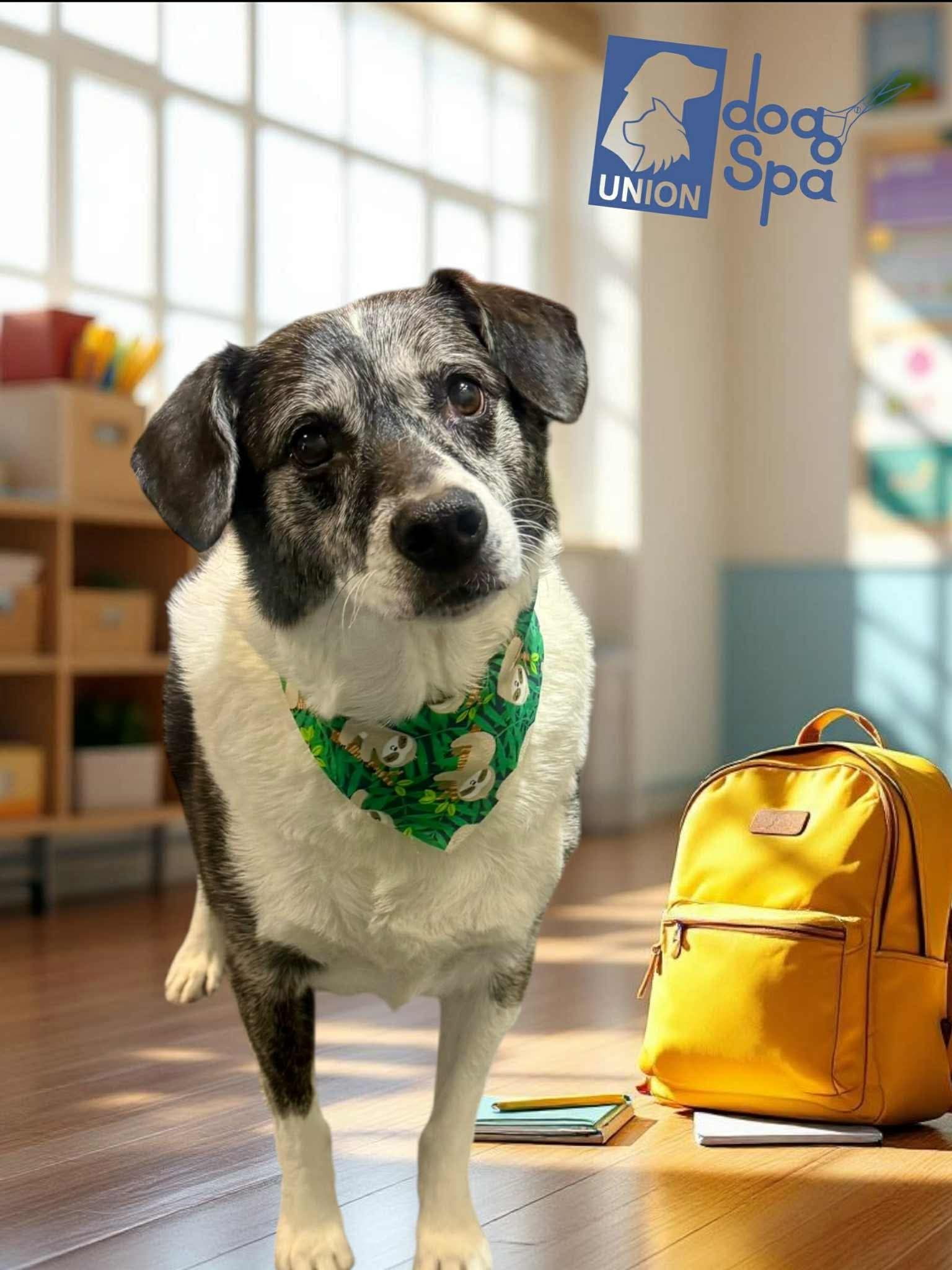 Lucy the office dog monitoring systems at JIL Technology